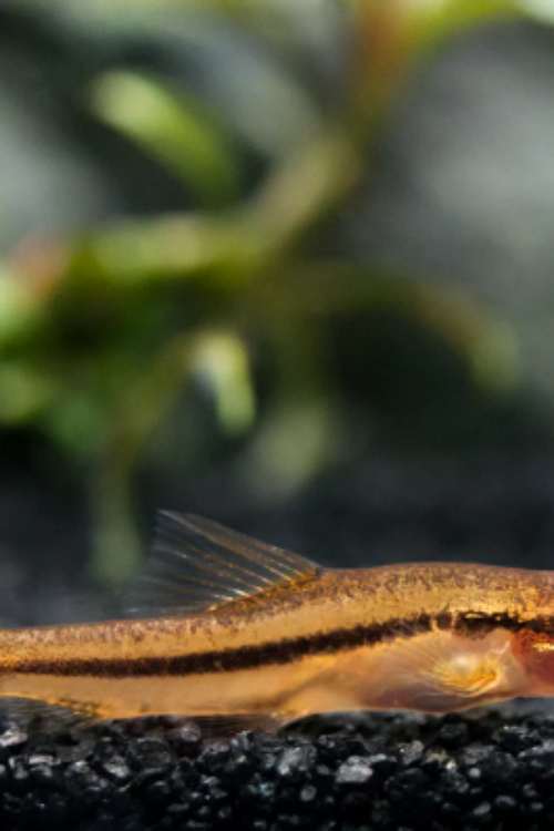🌸 Rosy Loach – Burmese Pink Loach Enchantment! 🐠 FAST SHIP