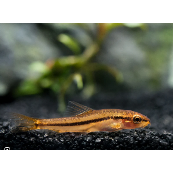 🌸 Rosy Loach - Burmese Pink Loach Enchantment! 🐠 FAST SHIP