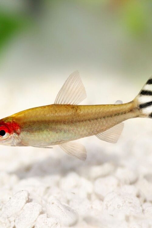 🔴 6x Rummy Nose Tetra XL – Live Freshwater Fish Illuminate Your Aquarium! 🌿