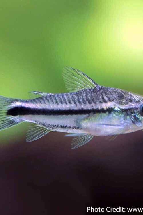 🐟 12x Pygmy Corydoras – Tiny Wonders of Your Aquarium! 🌈CRAZY PRICE FAST