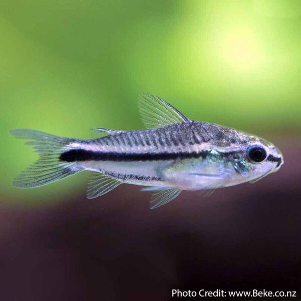 🐟 12x Pygmy Corydoras - Tiny Wonders of Your Aquarium! 🌈CRAZY PRICE FAST