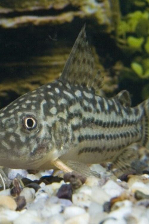 M-L Corydora Sterbai – Elegance in Every Movement! 🌿 Stunning Live Fish