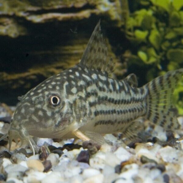 M-L Corydora Sterbai - Elegance in Every Movement! 🌿 Stunning Live Fish