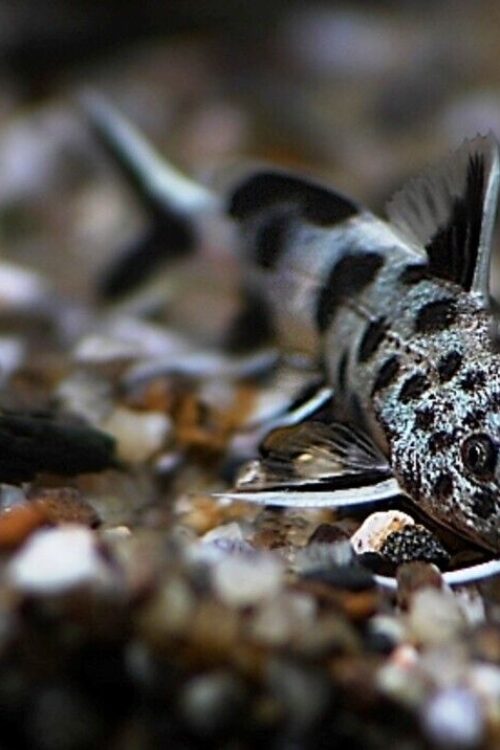 3x Synodontis Petricola Catfish Size Small Graceful Elegance Below! 🌿