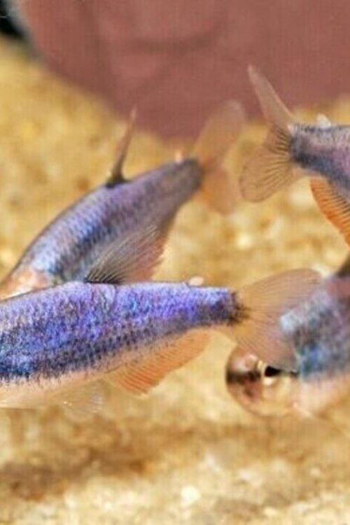 6x Super Blue Kerri Emperor Tetra LIVE TROPICAL FISH Great Fish FAST SHIP