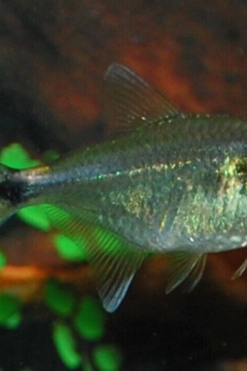 12 Head and Tail Light Tetra Fish Fast Shipping Great Community Fish