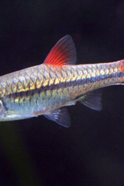 6-Pack Red Finned Rasbora Vibrant Live Fish: Colorful Community FAST SHIP