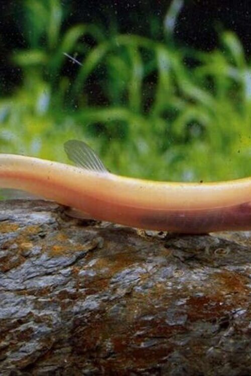 3x 🌟 Golden Weather Loach Dojo Loach – Enchantment! 🐠 FAST SHIP