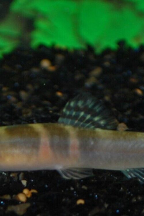 3x 🍊 Tri-Band Orange Sumo Loach – Loach Enchantment! 🐠 FAST SHIP