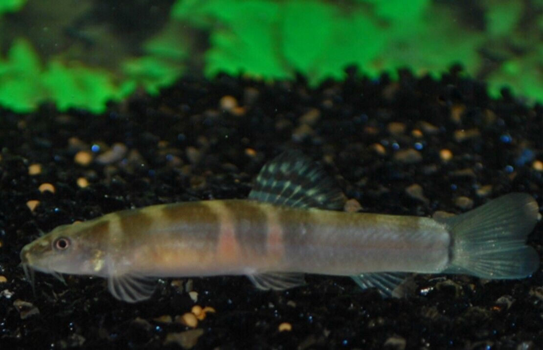 3x 🍊 Tri-Band Orange Sumo Loach - Loach Enchantment! 🐠 FAST SHIP