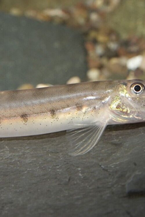 🐴 White Horse face Loach Acantopsis choirrhynchos Live Fish FAST SHIP