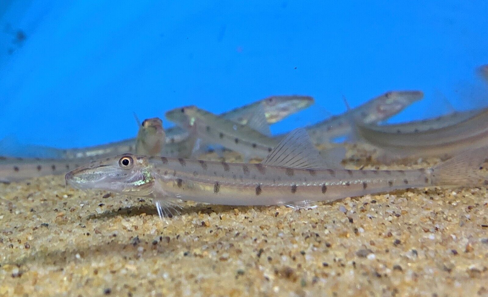 🐴 White Horse face Loach Acantopsis choirrhynchos Live Fish FAST SHIP - Image 2