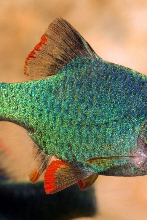 5 Platinum Green Tiger Barbs – Beautiful Schooling FAST SHIP