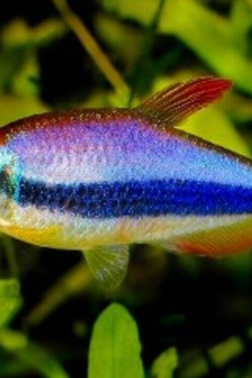 6x Royal Blue Kerri Emperor Tetra MED LIVE TROPICAL FISH FAST SHIP
