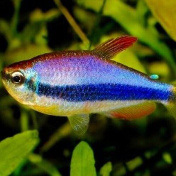 6x Royal Blue Kerri Emperor Tetra MED LIVE TROPICAL FISH FAST SHIP
