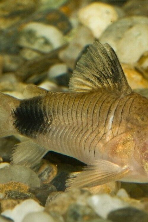 6x Panda Corydoras MED Peaceful Vibrant Healthy Freshwater FAST SHIP