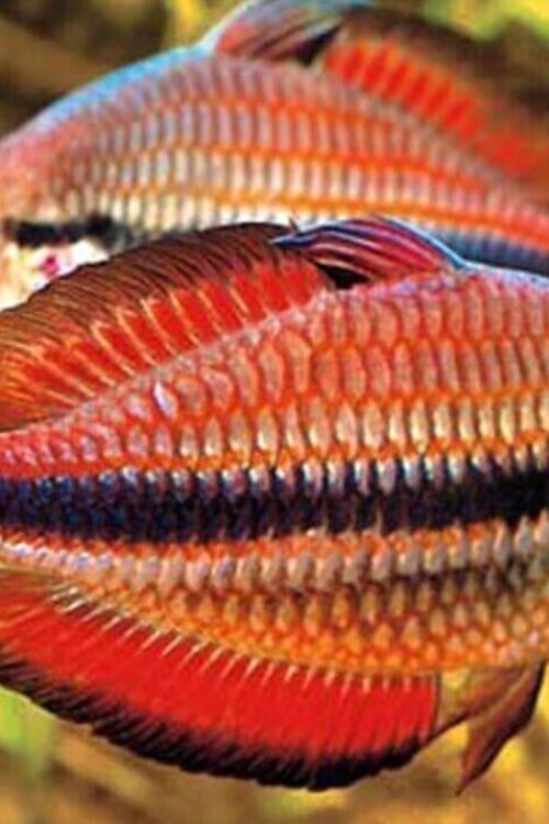 2 PACK M-L Goyder River Rainbow – Rainbowfish live Fish FAST SHIP