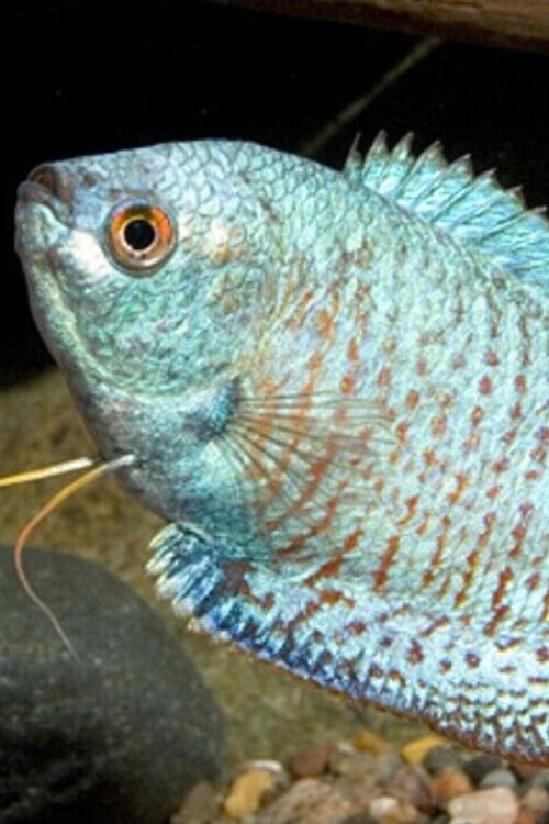 🐠 3x MALE Blue Cobalt Dwarf Gourami LARG – Exquisite Beauty FAST SHIP