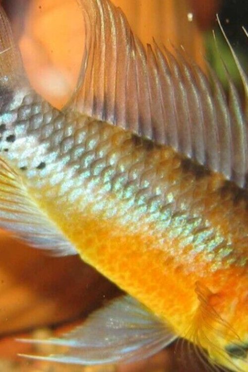 1 Pair Apistogramma Sunset Norberti Large Live Tropical Aquarium Fish FAST SHIP