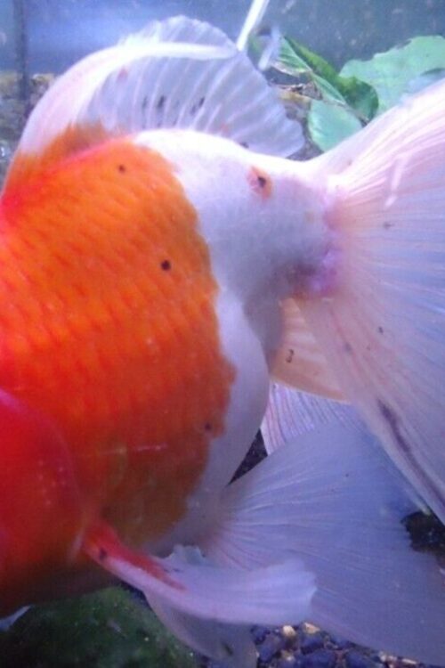 3X Assorted ORANDA Fantail Goldfish 1.5″ – 2″ Live Fish for Pond FAST SHIP