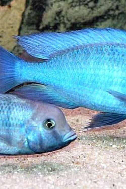 3x Haplochromis Moorii 1.25″  1.5″ Stunning Live Fish: Unique FAST SHIP