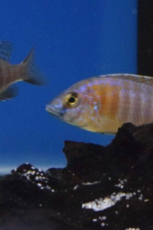 5 Pack Mixed Peacock Cichlids 2″ – Colorful Freshwater FAST SHIP