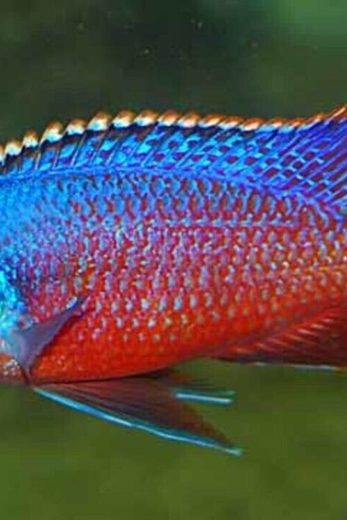 🔥 Red Empress Cichlid 3-3.5″ (Protomelas taeniolatus) – Stunning Malawi Hap