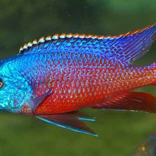 🔥 Red Empress Cichlid 3-3.5" (Protomelas taeniolatus) – Stunning Malawi Hap