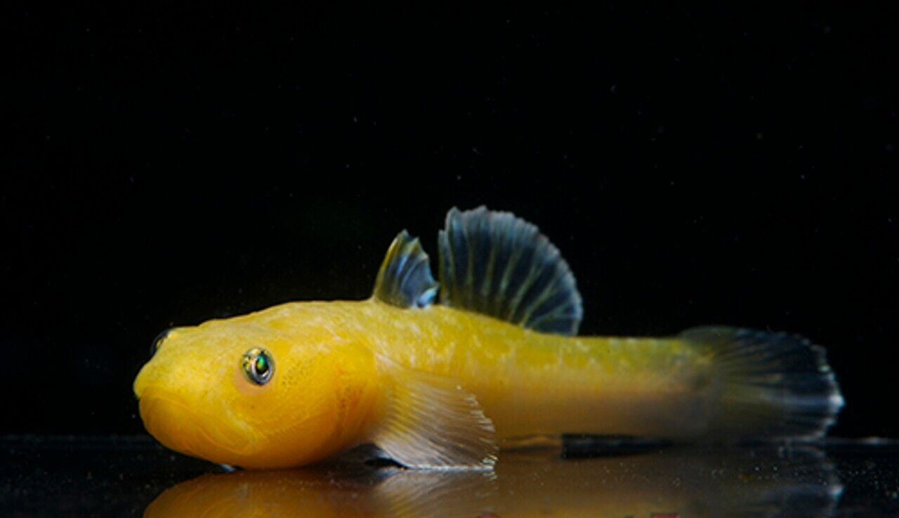 2 Pack Gold Australian Dessert Goby Live Fish: Stunning Nano FAST SHIP - Image 2