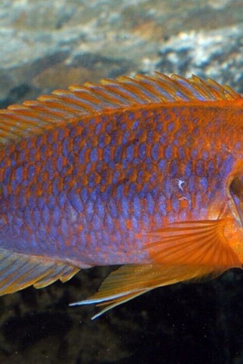 3x Rusty Springeri Cichlid 1.75″ – Colorful Freshwater FAST SHIP