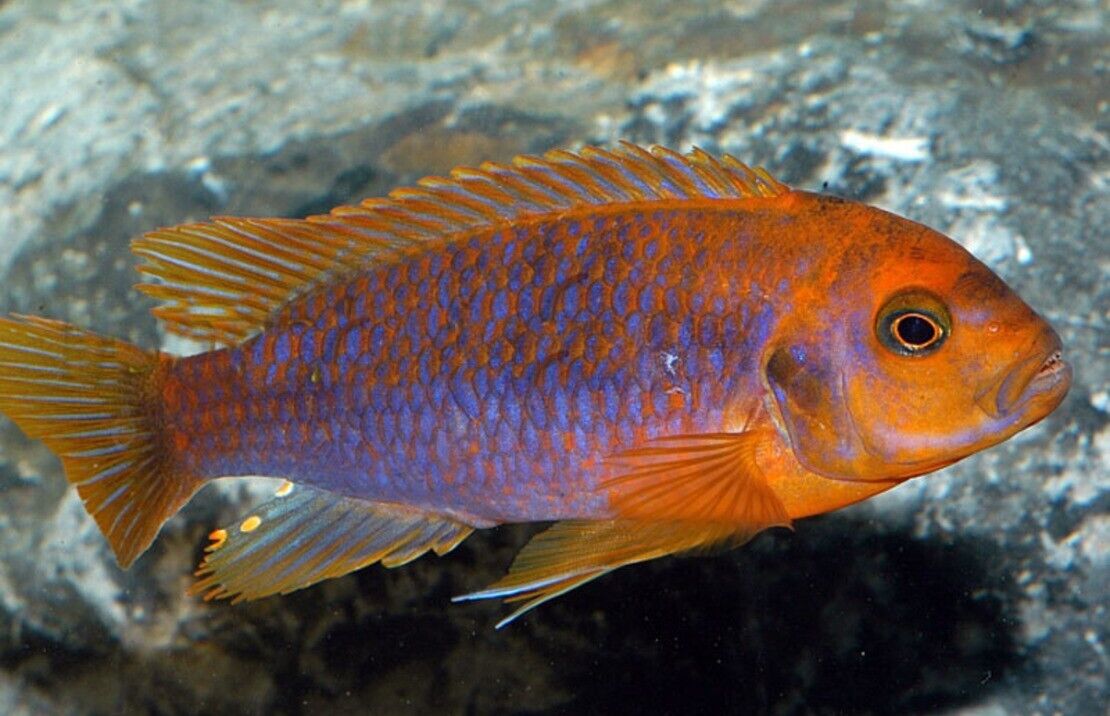 57-220.jpg 3x Rusty Springeri Cichlid 1.75" - Colorful Freshwater FAST SHIP - Image 1