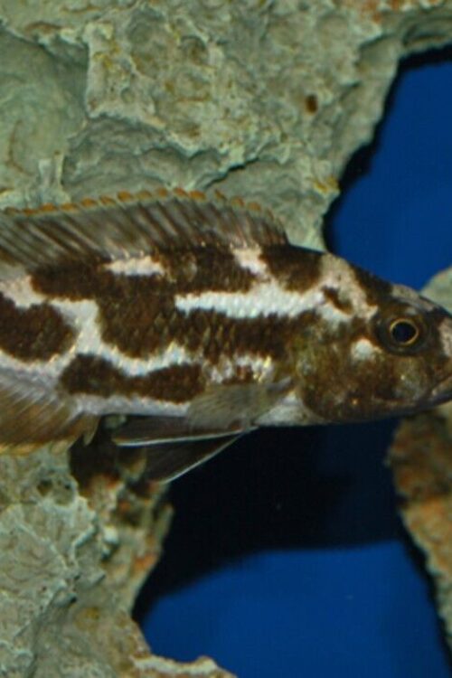 3x Haplochromis Livingstoni 1.75″ – Colorful Freshwater FAST SHIP