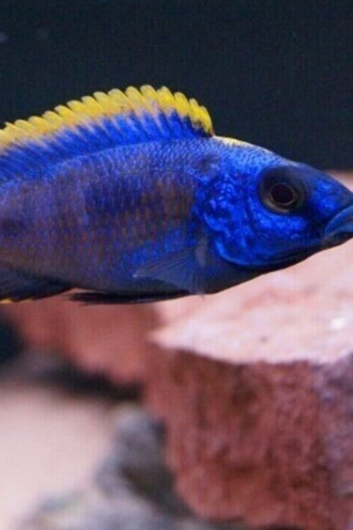 Yellow Blaze Lithobates 4″ – 4.5″ Males Only Freshwater FAST SHIP