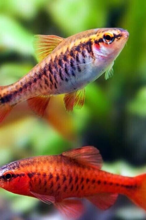 12 Medium Cherry Barbs – Peaceful Schooling Live Fish FAST SHIP