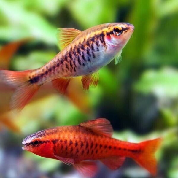 12 Medium Cherry Barbs - Peaceful Schooling Live Fish FAST SHIP