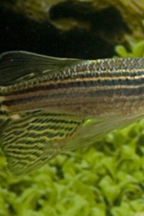 🐟50x Long Fin Zebra Danio Med  Aquatic Elegance 🐟 FAST SHIP