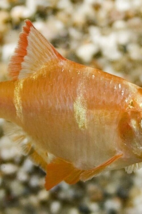 ALBINO TIGER BARB 12 Pack Size Small Live Fish Active Healthy Fish FAST