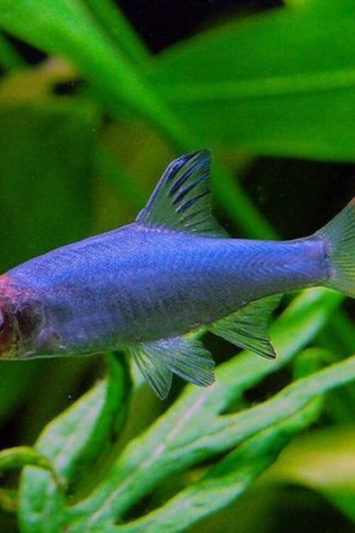 1x, 3x, 6x, 12x Rummy Nose Rasbora Striking Nano Fish live Fish FAST SHIP