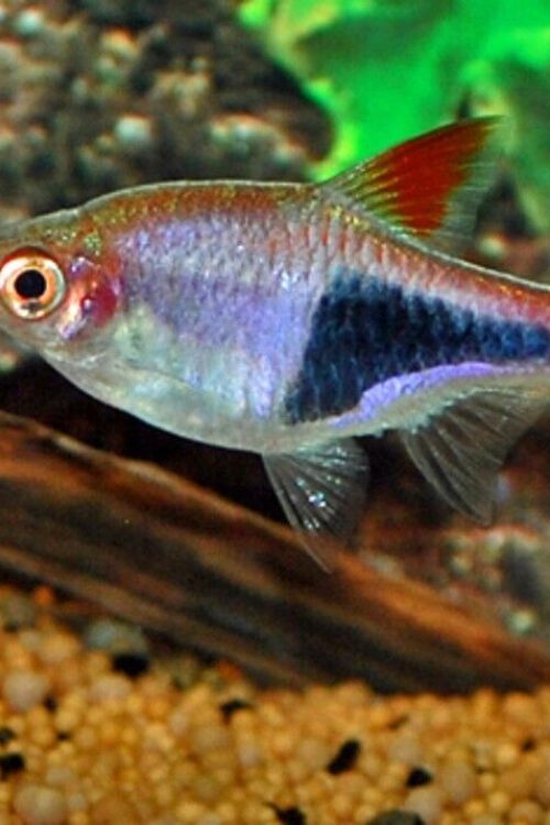 12-Pack Harlequin Rasbora Vibrant Live Fish: Colorful FAST SHIP