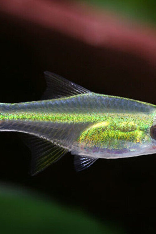 3x, 6x, 9x Neon Yellow Rasbora Mesmerizing Vibrant FAST SHIP