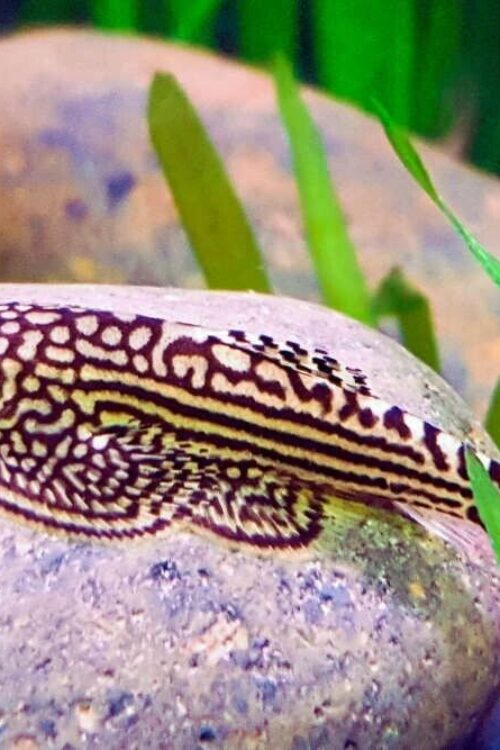 1x – Dazzling Medium Goldring Butterfly Hillstream Loach – FAST SHIP