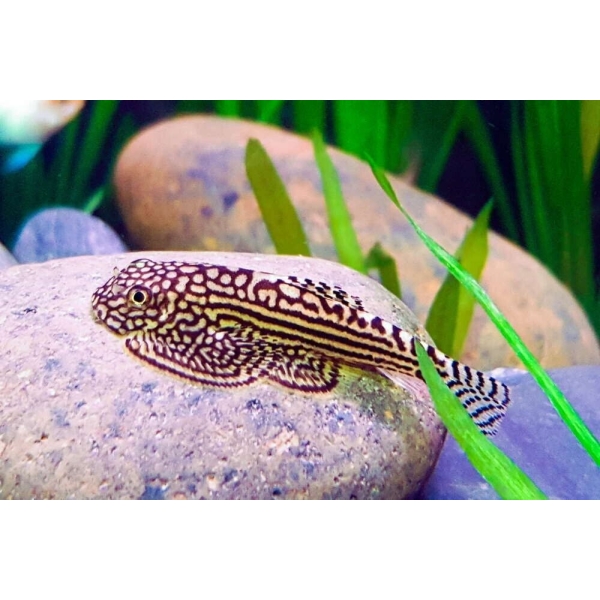 1x -  Dazzling Medium Goldring Butterfly Hillstream Loach - FAST SHIP