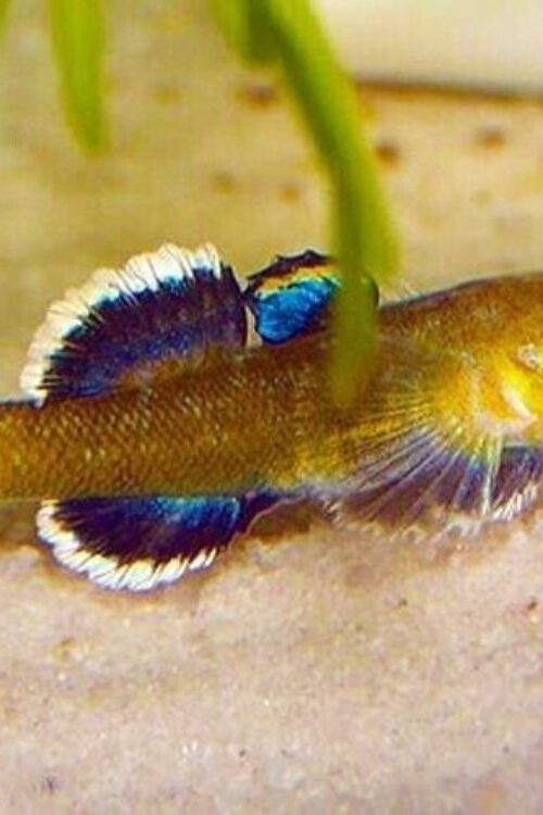 2 Pack Gold Australian Dessert Goby Live Fish: Stunning Nano FAST SHIP