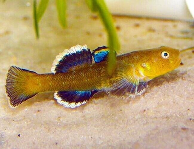 2 Pack Gold Australian Dessert Goby Live Fish: Stunning Nano FAST SHIP