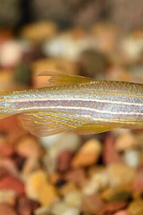 🐟12x Longfin Gold Zebra Danio – Aquatic Elegance Unleashed! 🐟 FAST SHIP