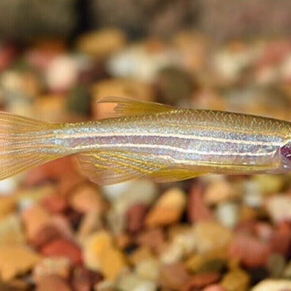 🐟12x Longfin Gold Zebra Danio - Aquatic Elegance Unleashed! 🐟 FAST SHIP