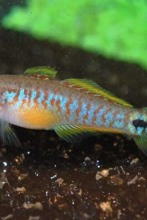 2 Pack Captivating Peacock Goby Med-Lrg Live Fish: Stunning Nano FAST SHIP