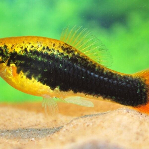 6 Platy Hawaii Variatus S/M - New Hard to get Stunning FAST SHIP