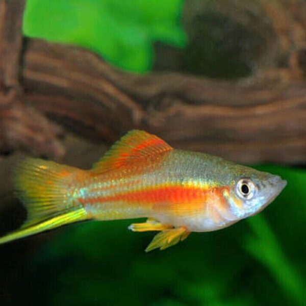 5x GREEN NEON SWORD Hard to find Freshwater Live Fish FAST SHIP