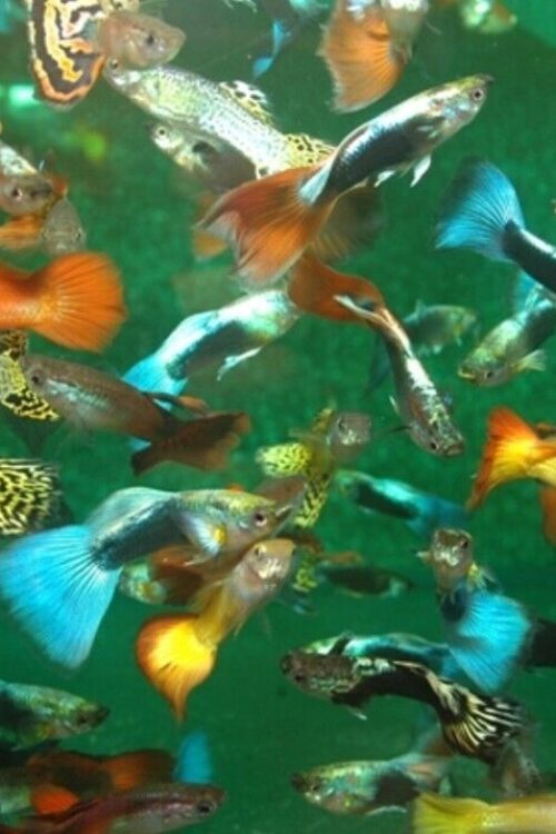 24 Pack Mixed Male and Female Guppy Breeder Bundle (approx 12 males and 12 Females)